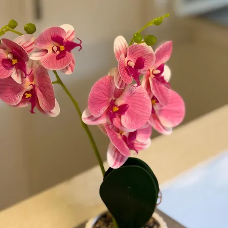 Luxury Split